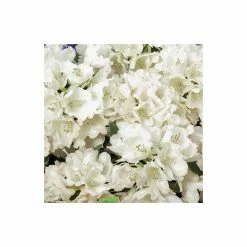 Discount โค๏ธ 1ft Rhododendron 'Golden Torch' | 3L Pot | Rhododendron Yakushimanum ๐
