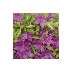 Cheap 👍 1ft Evergeen Azalea 'Blue Danube' |3L Pot | Azelea japonica 🛒 -Ornamental Shrubs Sales PL301403L add image 3 d201