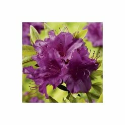 Cheap 👍 1ft Evergeen Azalea 'Blue Danube' |3L Pot | Azelea japonica 🛒