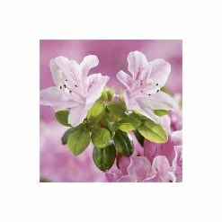 Best Pirce โ๏ธ 1ft Evergeen Azalea 'Kermesina Rose' |3L Pot | Azelea japonica ๐ 8 Best Pirce โ๏ธ 1ft Evergeen Azalea 'Kermesina Rose' |3L Pot | Azelea japonica ๐ -Ornamental Shrubs Sales PL301413L add image 2 2fb8