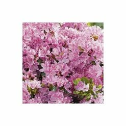 Best Pirce โ๏ธ 1ft Evergeen Azalea 'Kermesina Rose' |3L Pot | Azelea japonica ๐ 9 Best Pirce โ๏ธ 1ft Evergeen Azalea 'Kermesina Rose' |3L Pot | Azelea japonica ๐ -Ornamental Shrubs Sales PL301413L add image 3 fda3
