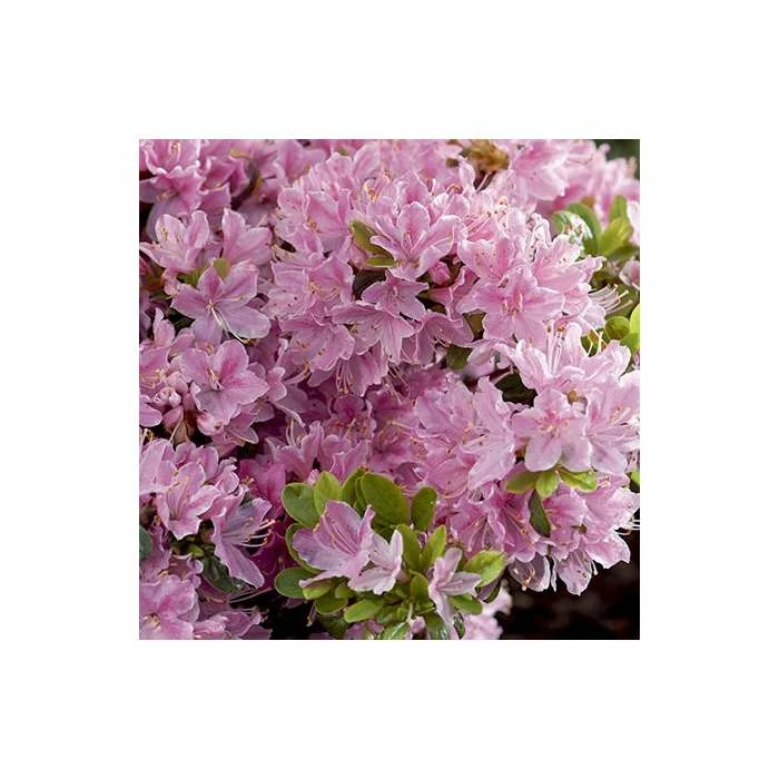 Best Pirce โ๏ธ 1ft Evergeen Azalea 'Kermesina Rose' |3L Pot | Azelea japonica ๐ 5 Best Pirce โ๏ธ 1ft Evergeen Azalea 'Kermesina Rose' |3L Pot | Azelea japonica ๐ - Image 5