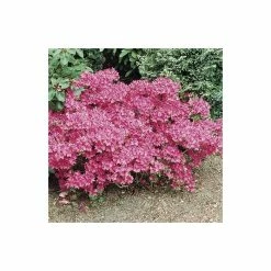 Best Pirce โ๏ธ 1ft Evergeen Azalea 'Kermesina Rose' |3L Pot | Azelea japonica ๐ 11 Best Pirce โ๏ธ 1ft Evergeen Azalea 'Kermesina Rose' |3L Pot | Azelea japonica ๐ -Ornamental Shrubs Sales PL301413L add image 5 954d