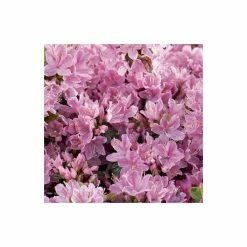Best Pirce ✔️ 1ft Evergeen Azalea 'Kermesina Rose' |3L Pot | Azelea japonica 🌟