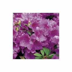 Brand new โ 1ft Evergeen Azalea 'Herbert' |3L Pot | Azelea japonica ๐
