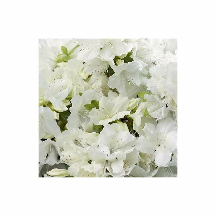 Flash Sale ๐ 1ft Evergeen Azalea 'Pleasant White' |3L Pot | Azelea japonica ๐ 2 Flash Sale ๐ 1ft Evergeen Azalea 'Pleasant White' |3L Pot | Azelea japonica ๐ - Image 2