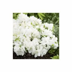 Flash Sale ๐ 1ft Evergeen Azalea 'Pleasant White' |3L Pot | Azelea japonica ๐ 5 Flash Sale ๐ 1ft Evergeen Azalea 'Pleasant White' |3L Pot | Azelea japonica ๐ -Ornamental Shrubs Sales PL301433L add image 2 8af7