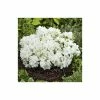 Flash Sale 😉 1ft Evergeen Azalea 'Pleasant White' |3L Pot | Azelea japonica 🔔