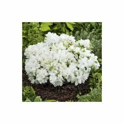 Flash Sale 😉 1ft Evergeen Azalea 'Pleasant White' |3L Pot | Azelea japonica 🔔