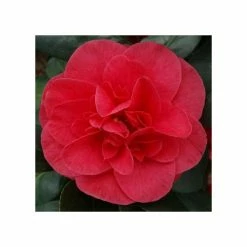 Best Sale 🤩 3ft Camellia 'Lady Campbell' | 4L | Camellia japonica 🛒