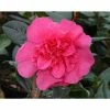 Hot Sale 🔥 3ft Camellia 'Anticipation' | 4L | Camellia williamsii ⌛