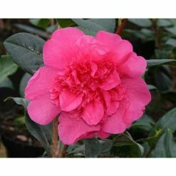 Hot Sale 🔥 3ft Camellia 'Anticipation' | 4L | Camellia williamsii ⌛