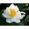 Promo 😍 3ft Camellia 'Silver Anniversary' | 4L | Camellia japonica 🌟