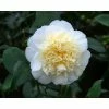Promo 🛒 3ft Camellia 'Brushfield's Yellow' | 4L | Camellia japonica 💯