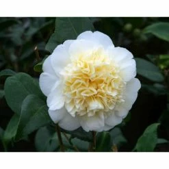 Promo π 3ft Camellia 'Brushfield's Yellow' | 4L | Camellia japonica π―