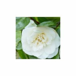 Hot Sale ✔️ 3ft Camellia 'Swan Lake' | 4L | Camellia japonica 😉