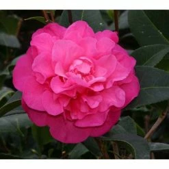 Deals 😉 3ft Camellia 'Debbie' | 4L | Camellia williamsii 👏