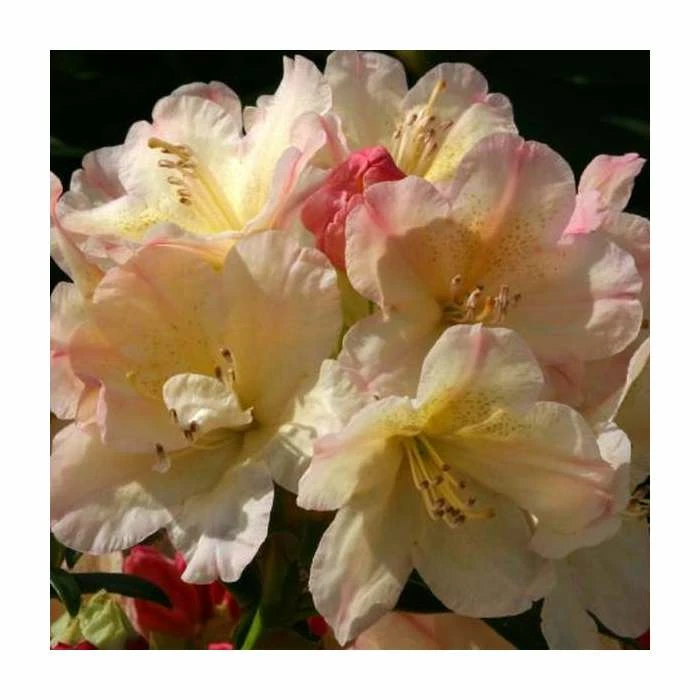 Outlet ❤️ Rhododendron 'Percy Wiseman' | 3L Pot - Rhododendron Yakushimanum 💯 2 Outlet ❤️ Rhododendron 'Percy Wiseman' | 3L Pot - Rhododendron Yakushimanum 💯 - Image 2