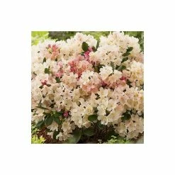Outlet ❤️ Rhododendron 'Percy Wiseman' | 3L Pot - Rhododendron Yakushimanum 💯 7 Outlet ❤️ Rhododendron 'Percy Wiseman' | 3L Pot - Rhododendron Yakushimanum 💯 -Ornamental Shrubs Sales PL301543L add image 2 f83a