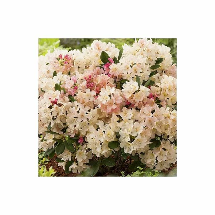 Outlet ❤️ Rhododendron 'Percy Wiseman' | 3L Pot - Rhododendron Yakushimanum 💯 3 Outlet ❤️ Rhododendron 'Percy Wiseman' | 3L Pot - Rhododendron Yakushimanum 💯 - Image 3