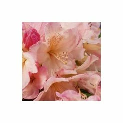 Outlet ❤️ Rhododendron 'Percy Wiseman' | 3L Pot - Rhododendron Yakushimanum 💯 8 Outlet ❤️ Rhododendron 'Percy Wiseman' | 3L Pot - Rhododendron Yakushimanum 💯 -Ornamental Shrubs Sales PL301543L add image 3 ea03