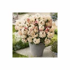 Outlet ❤️ Rhododendron 'Percy Wiseman' | 3L Pot - Rhododendron Yakushimanum 💯 9 Outlet ❤️ Rhododendron 'Percy Wiseman' | 3L Pot - Rhododendron Yakushimanum 💯 -Ornamental Shrubs Sales PL301543L add image 4 07f6