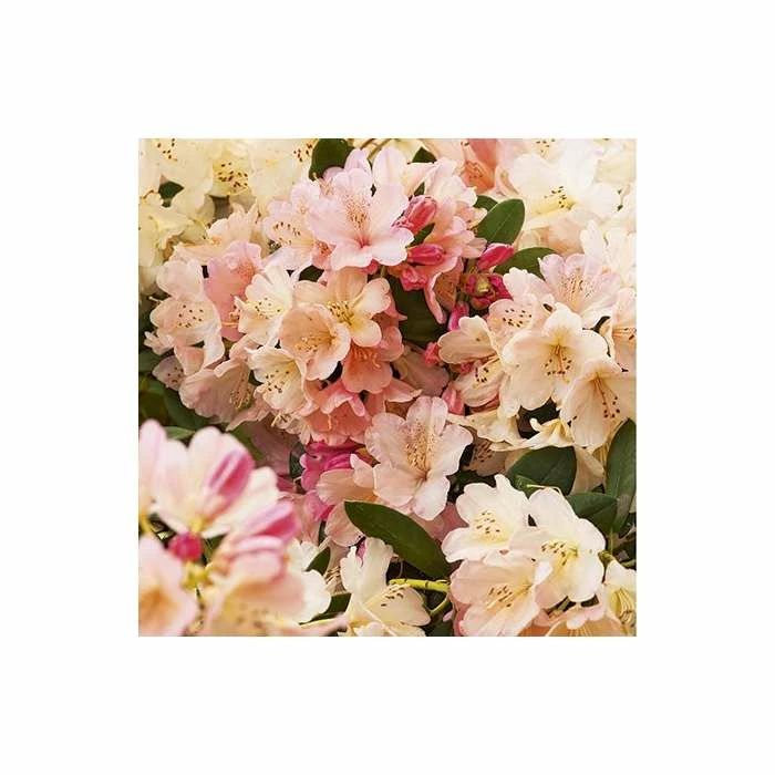Outlet ❤️ Rhododendron 'Percy Wiseman' | 3L Pot - Rhododendron Yakushimanum 💯 1 Outlet ❤️ Rhododendron 'Percy Wiseman' | 3L Pot - Rhododendron Yakushimanum 💯