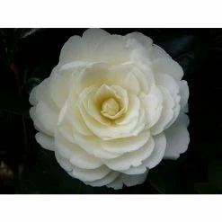 Budget 🔥 3ft Camellia 'Golden Anniversary' | 4L | Camellia japonica 🎁