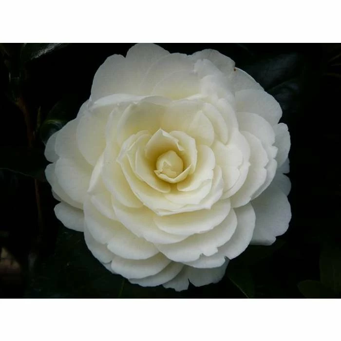 Budget π₯ 3ft Camellia 'Golden Anniversary' | 4L | Camellia japonica π 1 Budget π₯ 3ft Camellia 'Golden Anniversary' | 4L | Camellia japonica π