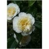 Hot Sale ⌛ 3ft Camellia 'Jury's Yellow' | 4L | Camellia japonica 🔔
