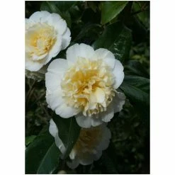 Hot Sale ⌛ 3ft Camellia 'Jury's Yellow' | 4L | Camellia japonica 🔔