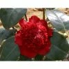 Brand new 🔥 3ft Camellia 'Ruby Wedding' | 4L | Camellia x williamsii 😀