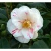 Cheapest ⌛ 3ft Camellia 'Lady Vansittart' | 4L | Camellia japonica 🔔