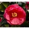 Buy 🌟 3ft Camellia 'Dr King' | 4L | Camellia japonica 😉