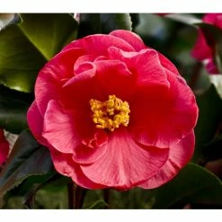 Buy 🌟 3ft Camellia 'Dr King' | 4L | Camellia japonica 😉