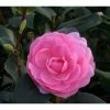 Best Pirce 🧨 3ft Camellia 'EG Waterhouse' | 4L | Camellia japonica 😍