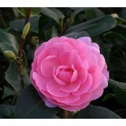 Best Pirce 𧨠3ft Camellia 'EG Waterhouse' | 4L | Camellia japonica π