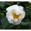 Deals 😍 3ft Camellia 'ETR Carlyon' | 4L | Camellia japonica 😀