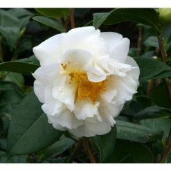 Deals π 3ft Camellia 'ETR Carlyon' | 4L | Camellia japonica π