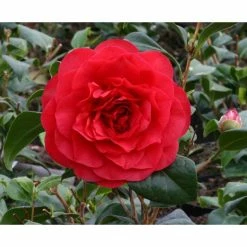 Budget 🥰 3ft Camellia 'Les Jury' | 4L | Camellia japonica ✔️
