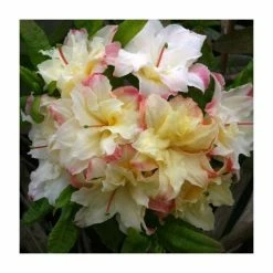 Outlet ❤️ 2ft Deciduous Azalea 'Cannons Double' | 5L Pot 🥰