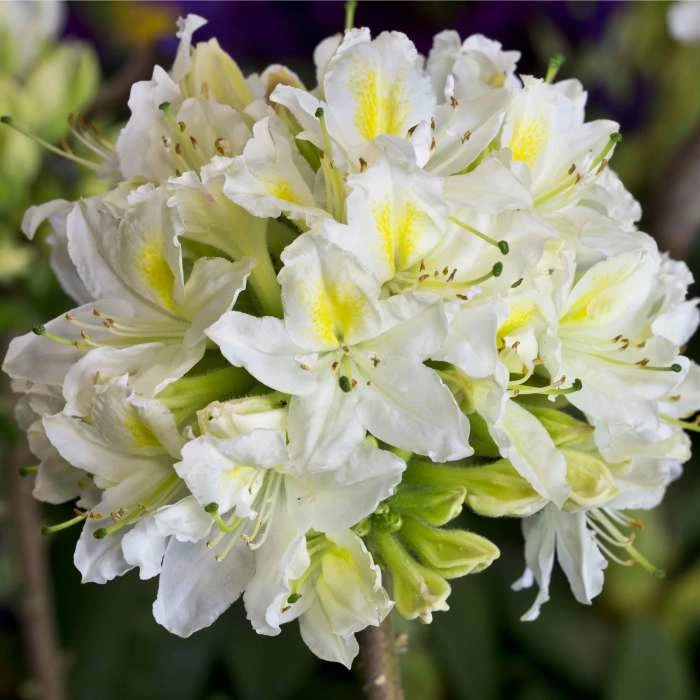 Promo ๐งจ 2ft Deciduous Azalea 'Daviesii' | 5L Pot ๐ 1 Promo ๐งจ 2ft Deciduous Azalea 'Daviesii' | 5L Pot ๐