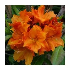 Coupon 🌟 2ft Deciduous Azalea 'Glowing Embers' | 5L Pot 🎉