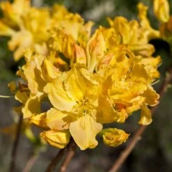 Best reviews of ❤️ 2ft Deciduous Azalea 'Golden Lights' | 5L Pot ✨
