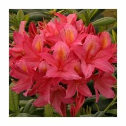 Buy 🧨 2ft Deciduous Azalea 'Jolie Madame' | 5L Pot ✨