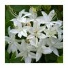 Deals 🛒 2ft Deciduous Azalea 'Viscosum' | 5L Pot 🛒