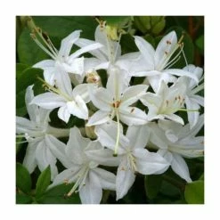 Deals 🛒 2ft Deciduous Azalea 'Viscosum' | 5L Pot 🛒