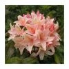 Best deal 🛒 2ft Deciduous Azalea 'Chanel' | 5L Pot ✔️