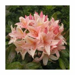 Best deal 🛒 2ft Deciduous Azalea 'Chanel' | 5L Pot ✔️