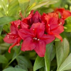 Hot Sale 😀 2ft Deciduous Azalea 'Nabucco' | 5L Pot 👍